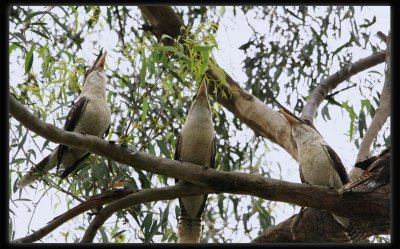 Kookaburras Laughing