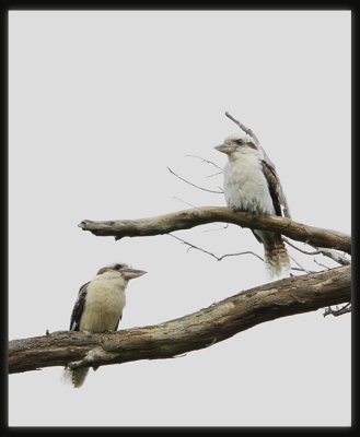 Kookaburras