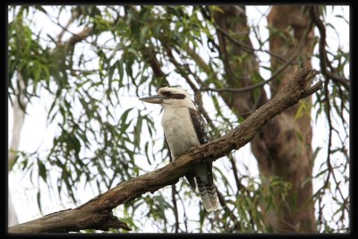 Kookaburra