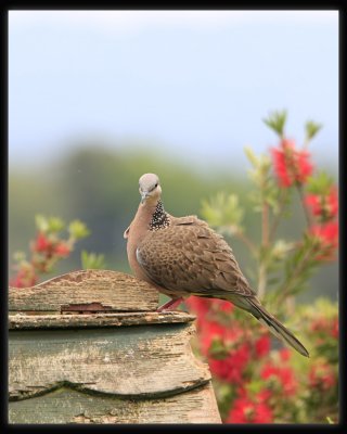 Spotted Dove