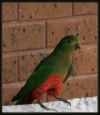 King Parrot - Female