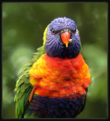 Rainbow Lorikeet