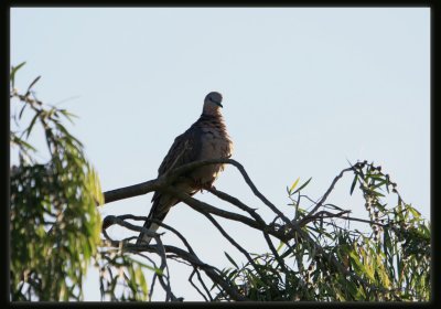 Spotted Dove
