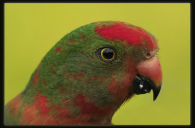 King Parrot  - Male Juvenile