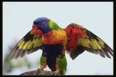 Rainbow Lorikeet