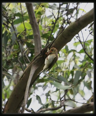 Brown - Headed Honeyeater