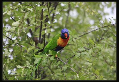 Rainbow Lorikeet
