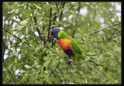 Rainbow Lorikeet