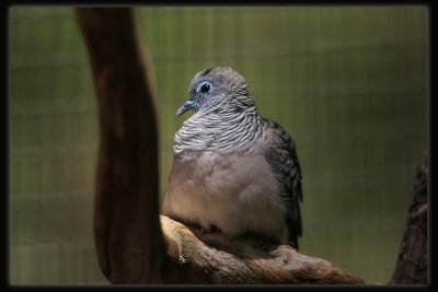 Peaceful Dove