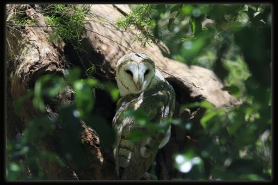 Barn Owl