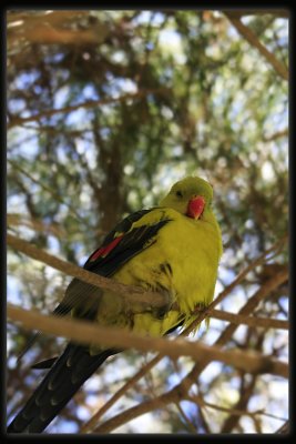 Regent Parrot - Male