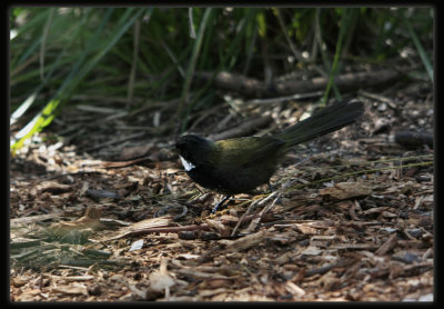 Eastern Whipbird