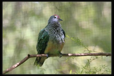 Red - crowned Fruit Dove