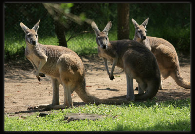 Red Kangaroos