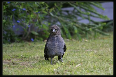 Baby Pied Currawong