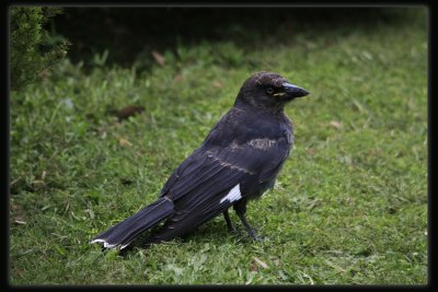 Baby Pied Currawong