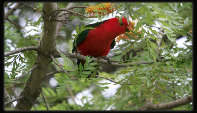 King Parrot