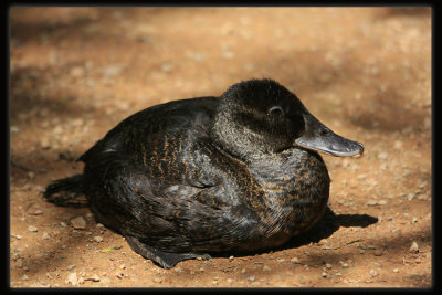 Identification needed for this young duck.