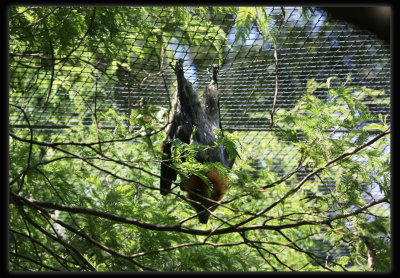 Flying Fox