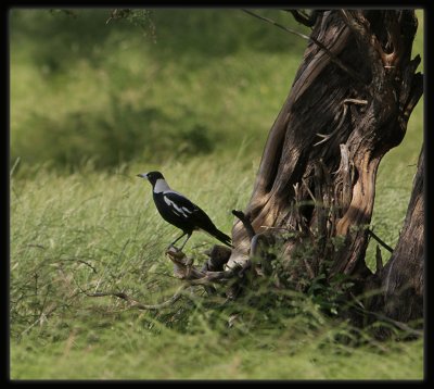 Magpie.