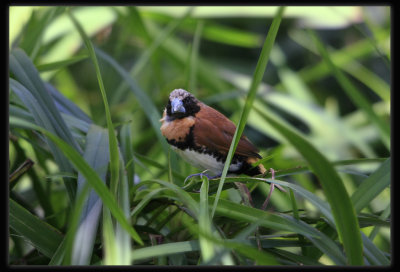 Chestnut - breasted Manniken Finch