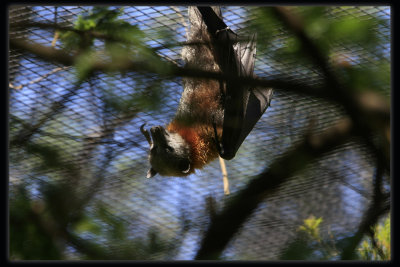 Flying Fox