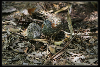 Painted button Quail