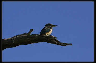 Sacred Kingfisher