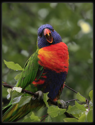 Rainbow Lorikeet