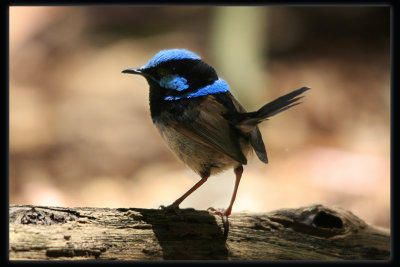 Superb Fairy Wren