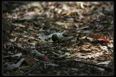 Bush Stone - curlew - Egg in shallow scrape nest.