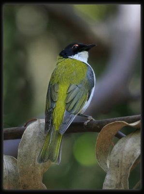 White - naped Honeyeater