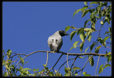 Black - faced Cuckoo - Shrike