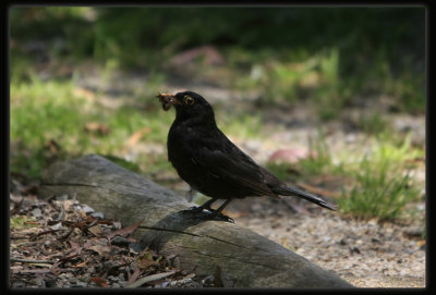 Blackbird
