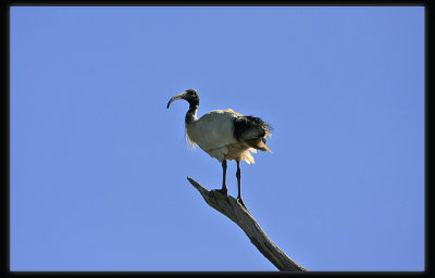 White Ibis