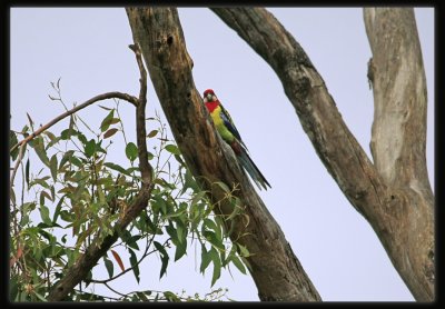 Eastern Rosella