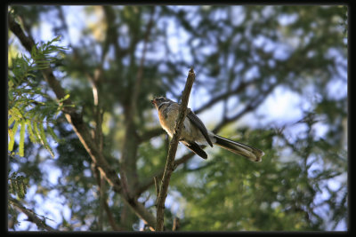 Grey Fantail