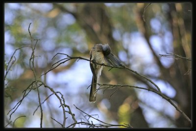 Grey Fantail