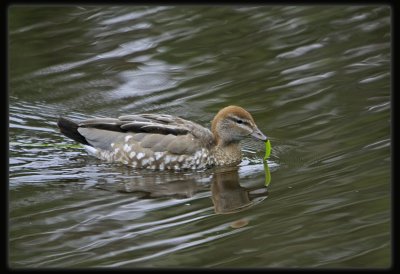 Wood Duck  - Juvenile