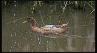 Khaki Duck