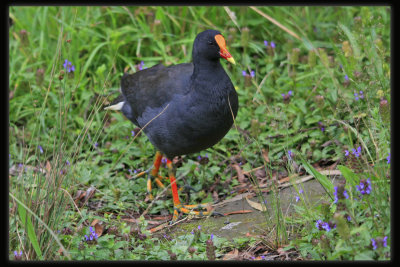 Dusky Moorhen