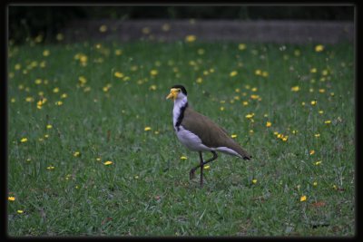 Australian Masked Lapwing