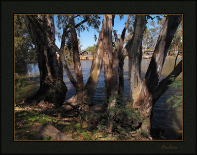 Murray River Gums