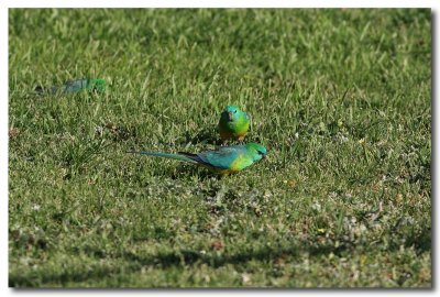 Red-rumped Parrot