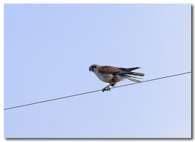 Nankeen Kestrel