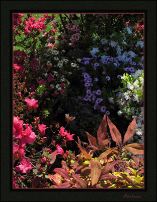 Spring has sprung in our garden