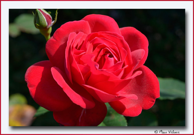 one of the last roses in our garden this year