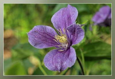 Clematis