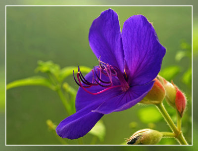 Tibouchina urvilleana - Tibouchina / Spinnenbloem