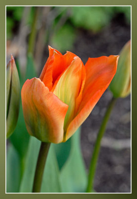 tulp tulip tulipe